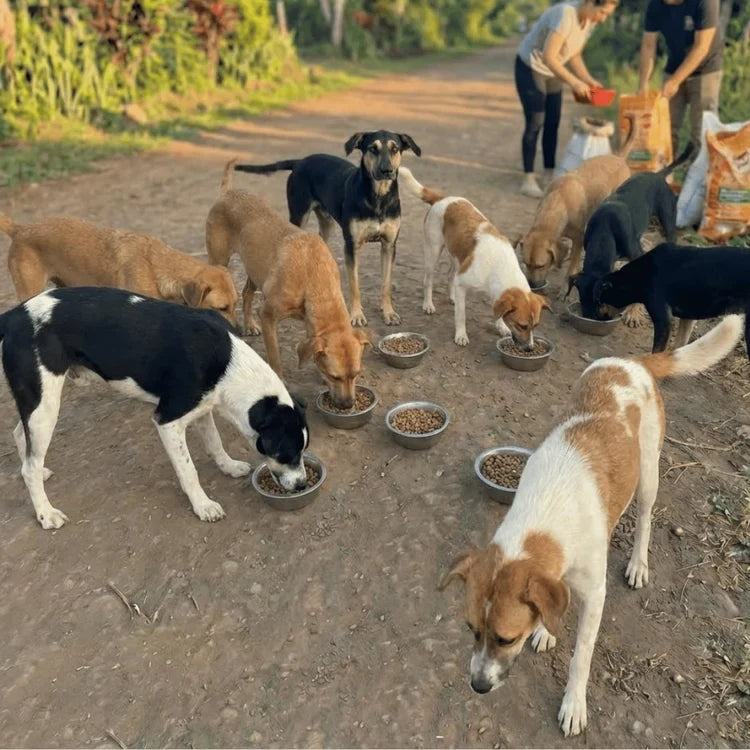 Dogs eating from bowls on a dirt road during a feeding operation with local partners